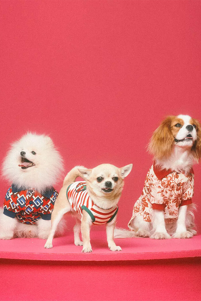 The Gucci Pet Collection